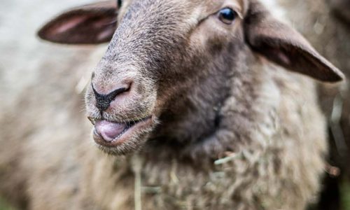 002A5314 als Smartobjekt-1