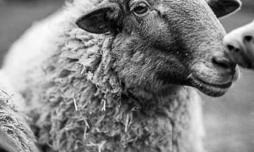 002A5318 als Smartobjekt-1