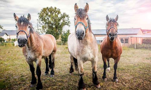 421A1643 als Smartobjekt-1