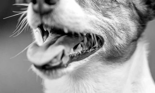 421A1765 als Smartobjekt-1