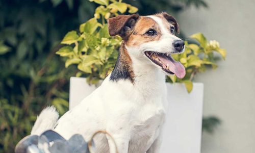 421A1816 als Smartobjekt-1