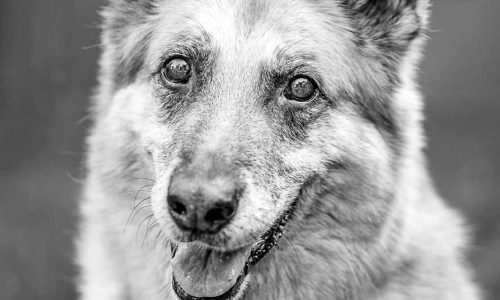 421A1931 als Smartobjekt-1