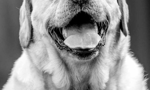 421A2028 als Smartobjekt-1