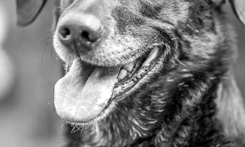 421A2192 als Smartobjekt-1