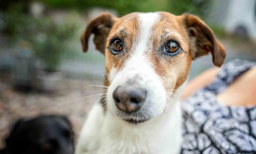 421A2561 als Smartobjekt-1