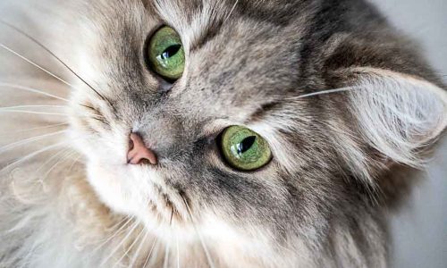 421A5460 als Smartobjekt-1